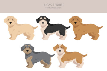 Lucas terrier clipart. Different coat colors set - obrazy, fototapety, plakaty