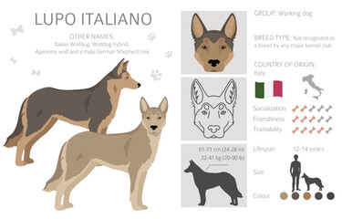 Lupo Italiano clipart. Different coat colors set