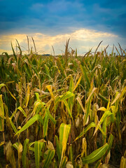cornfield