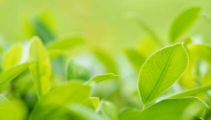 Obraz premium Close-up macro soft focus fresh green leaves blur background.concept for ecology backdrop,desktop wallpaper,website cover design.