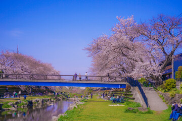 Fototapeta na wymiar 野川の春（東京都調布市）