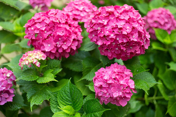 Fototapeta premium Close up light pink hortensia fresh flowers blur background.