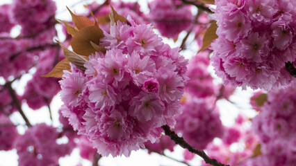 Kirschblüte Ratingen 