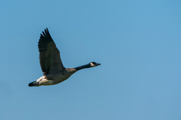 Flying Canada Goose