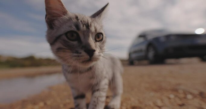 A small cat traveler get out of the car and goes for a walk in search of adventure
