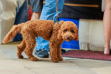 Dogs outdoor at outdoor dog market and shops