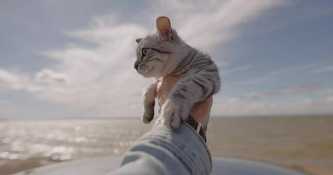 POV male hand holding little cat against sky background