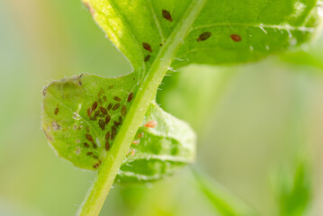 Blattläuse auf Pflanzenblatt