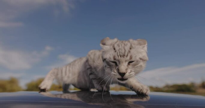 A small cat is afraid to walk on the street and crawls on the roof of the car