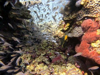 red sea fish and coral reef of the blue hole dive spot in egypt