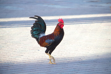 Wild rooster