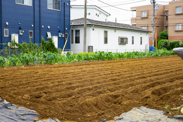 家やマンションに囲まれた都会の畑と農家が栽培している里芋の葉と作付け前の畝だけの畑（東京都練馬区）