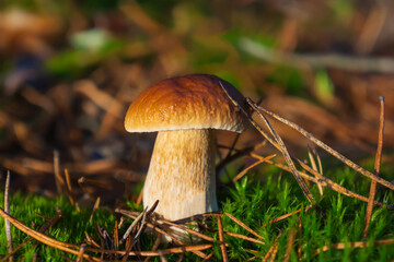 Fototapeta premium White mushroom in the morning forest.