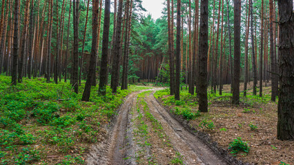 Automobile dirt road in a pine forest.