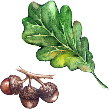 Watercolor oak green leaf acorn seed isolated art