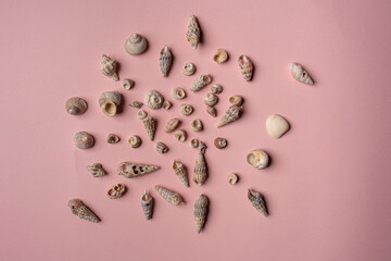 Seashells background. Concept group of sea shells