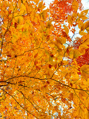 Autumn in Connecticut