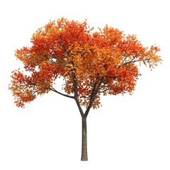 autumn tree isolated on white background, 3D illustration, cg render