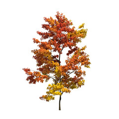 autumn tree, isolate on a transparent background, 3d illustration