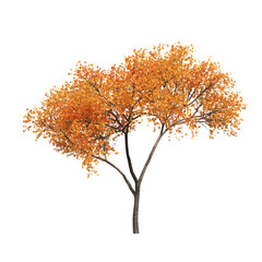 autumn tree, isolate on a transparent background, 3d illustration