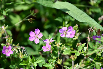 Obraz premium ゲンノショウコ Cranesbill