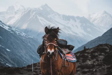 Photo sur Plexiglas Annapurna Horse on the Annapurna Circuit Trek, Nepal