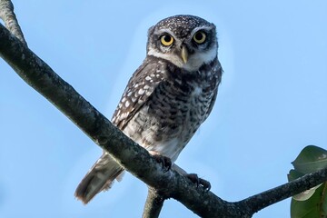 spotted owlet (Athene brama)