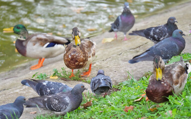 Fototapeta premium ducks on the grass