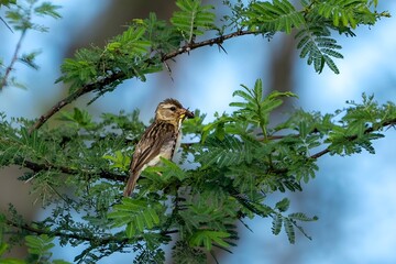 Female baya weaver (Ploceus philippinus)