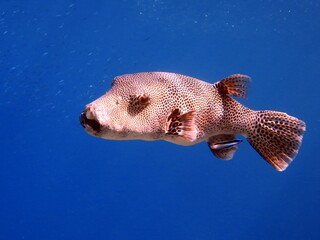 Puffer fish of the red sea © Ayman