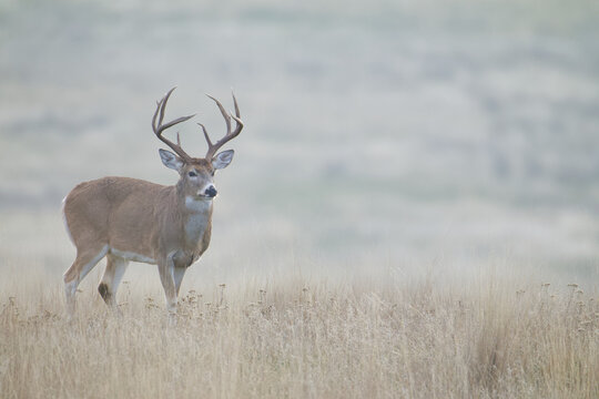 Whitetail Deer buck in a meadow on a misty, foggy morning, moody low-contrast image with plenty of space for text