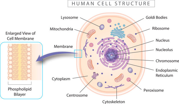 Human cell structure diagram with enlarged view of cell membrane. Simple 2D design best for educational materials, marketing materials. 