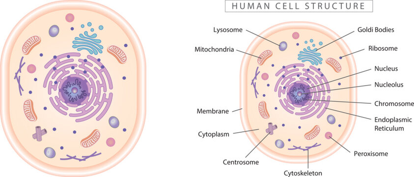 Human cell structure diagram. Simple 2D design, best for educational materials, marketing materials. 