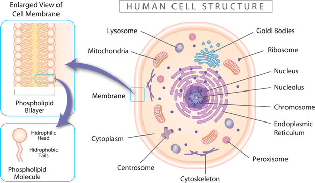 Human cell structure diagram, with enlarged view of membrane and phospholipid.  Simple illustrations best for educational materials, and marketing material.
