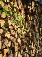 stack of firewood