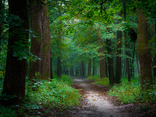 Mysterious dark green forest in the fog. Foggy morning in the summer forest.