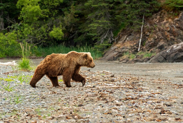 Brown Bear running on shore of Lake Clark