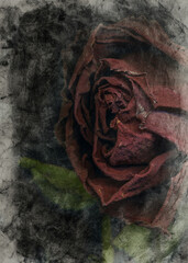 Wilted beautiful rose illustration. Night flower close up decadence beautiful rose image, gothic...
