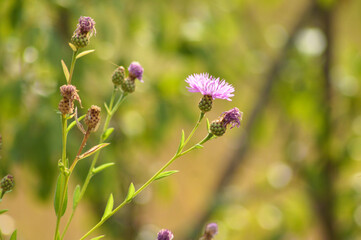 Closeup of brown knapweed flower with green blurred plants on background