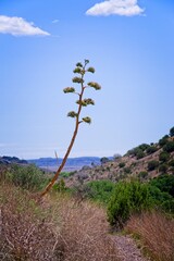 Desert plants and cactuses in Texas.