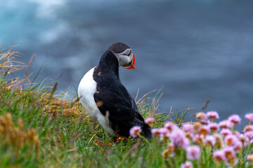 Iceland Puffins