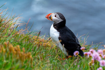 Naklejka premium Iceland Puffins