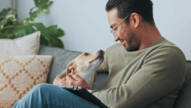 Young man with dog pet on sofa in his living room apartment for support, love and care. Happy guy relax on couch and smoke, kiss and play with his loyal puppy, animal or jack Russell terrier
