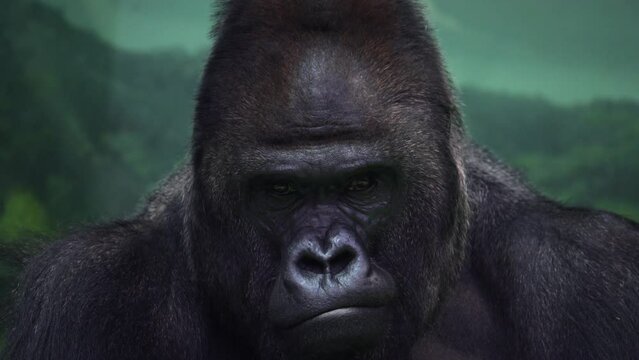 Closeup portrait of gorilla male, severe silverback, watching his somewhere family. Menacing expression of great ape, most dangerous and huge monkey. High quality 8k footage filmed on Nikon Z9 camera