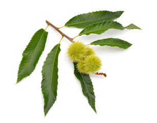 Castanea sativa, or sweet chestnut fruit. Isolated on white background.