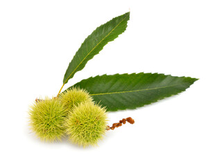 Castanea sativa, or sweet chestnut fruit. Isolated on white background.