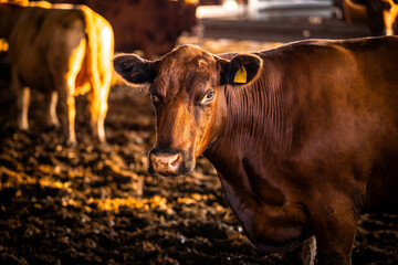 Brown Angus cow at cattle farm in cowshed.