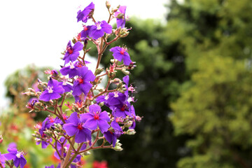 image of violet flowers, taken in the town of Bélen, Medellín. Product of a cloudy morning on September 24, 2022