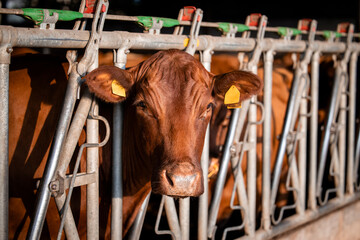 Cows at the farm in cowshed.