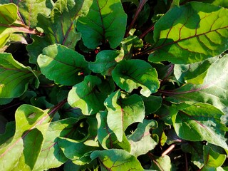 Green beet leaves in the garden. Close-up of beet leaves.